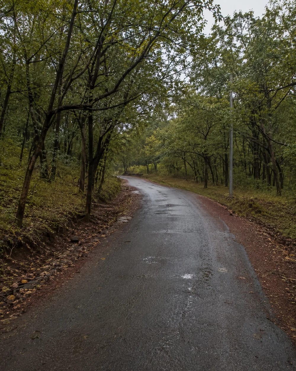 A wet red-soil forest road winding through Ananthagiri Hills